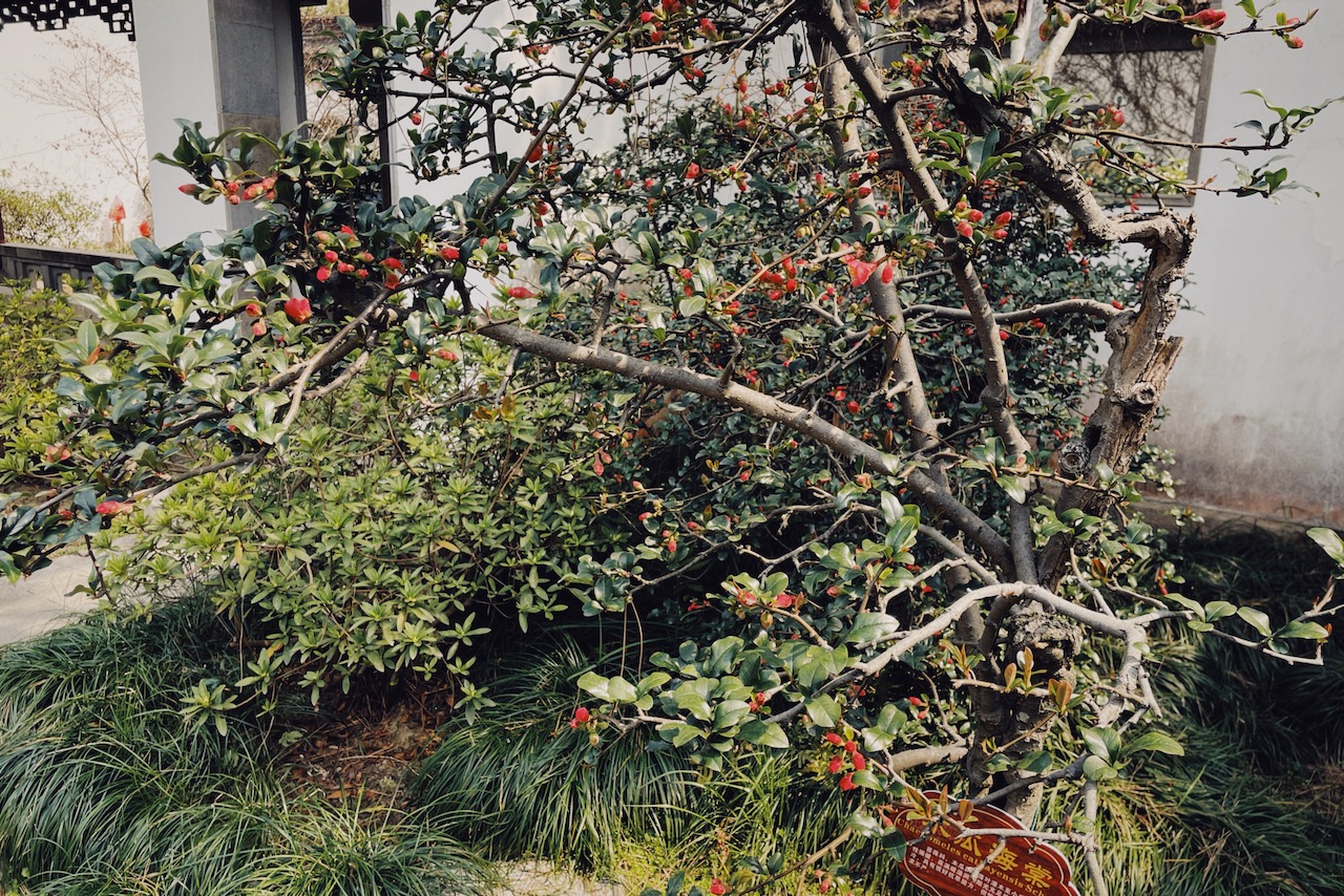怡红院里的木瓜海棠 